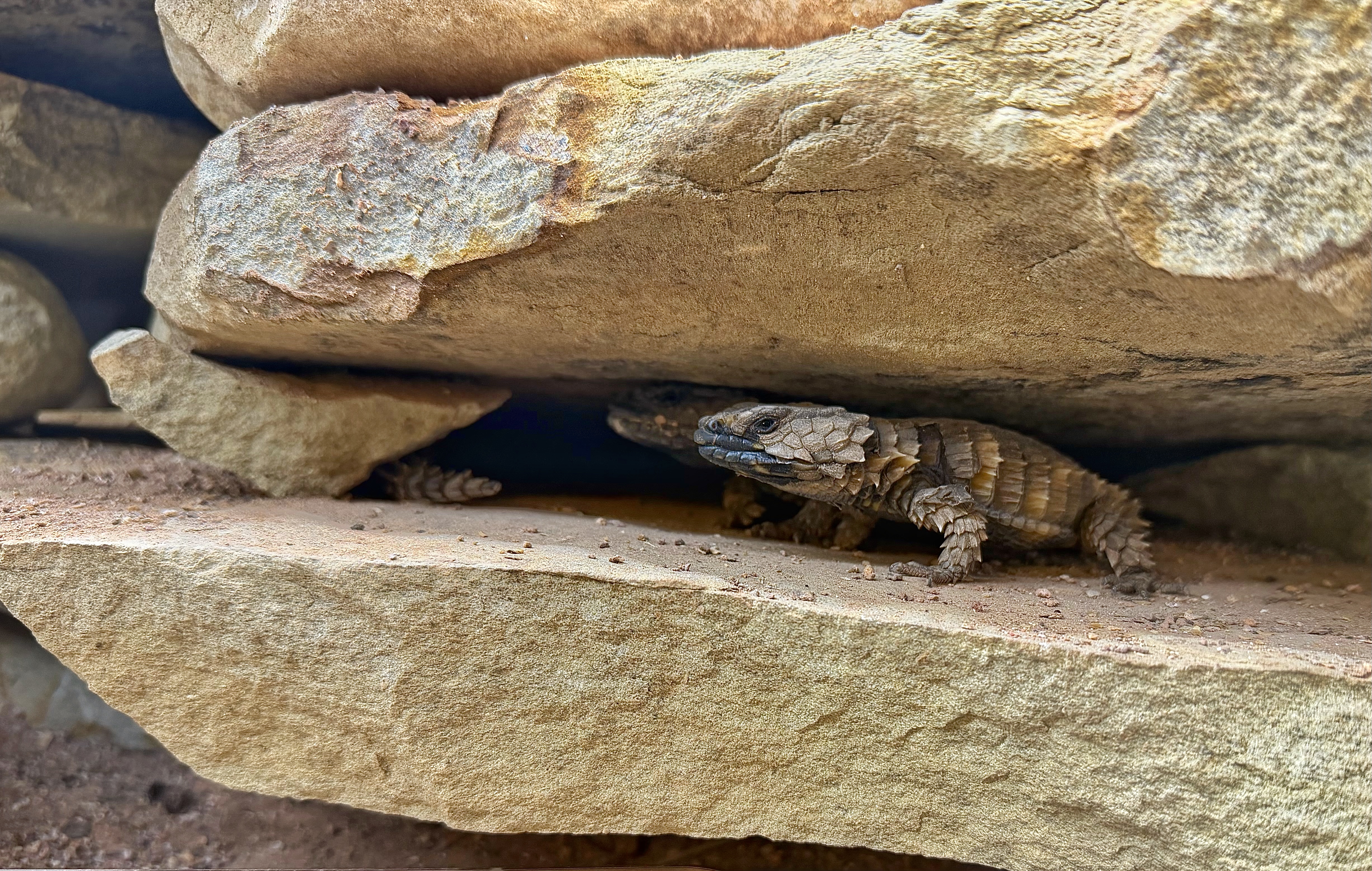 Cataphractus sheltering between layered rocks