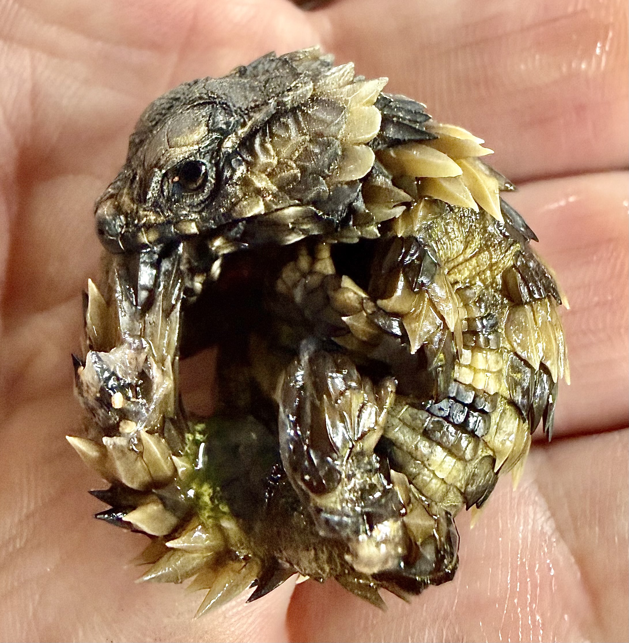 Close-up of a curled Cataphractus resting in a hand