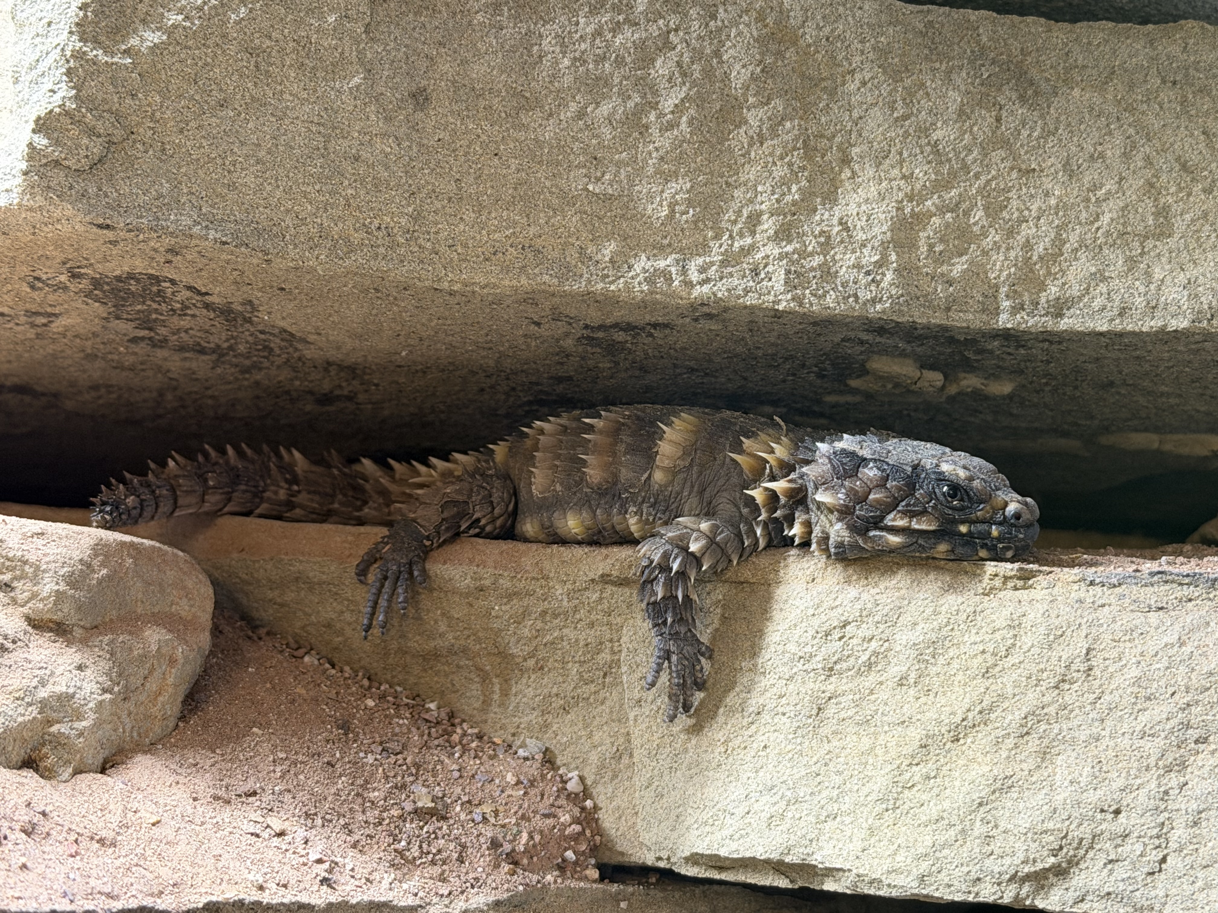 Cataphractus resting on a rock ledge beneath an overhang