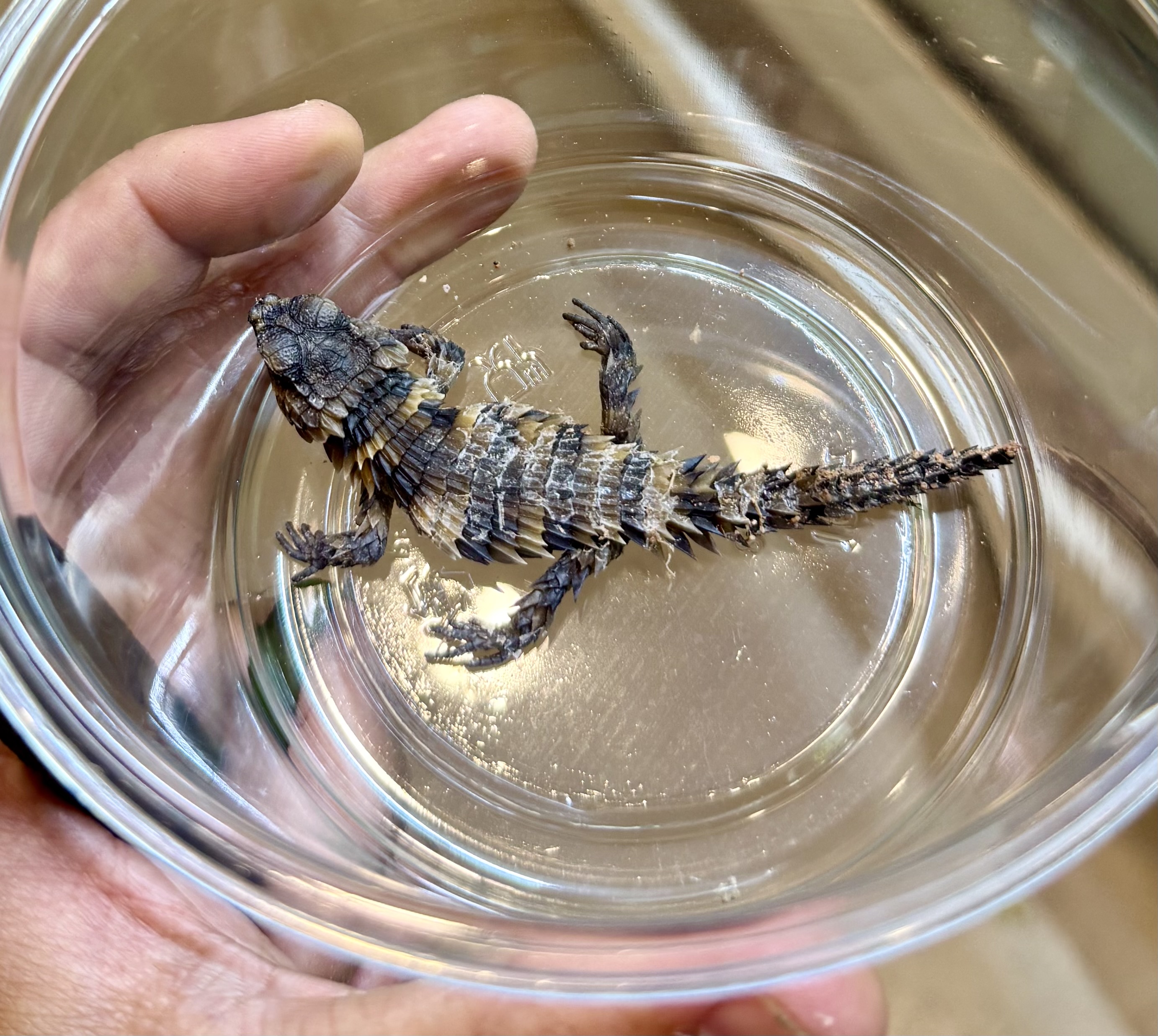 Small Cataphractus viewed from above in a clear container