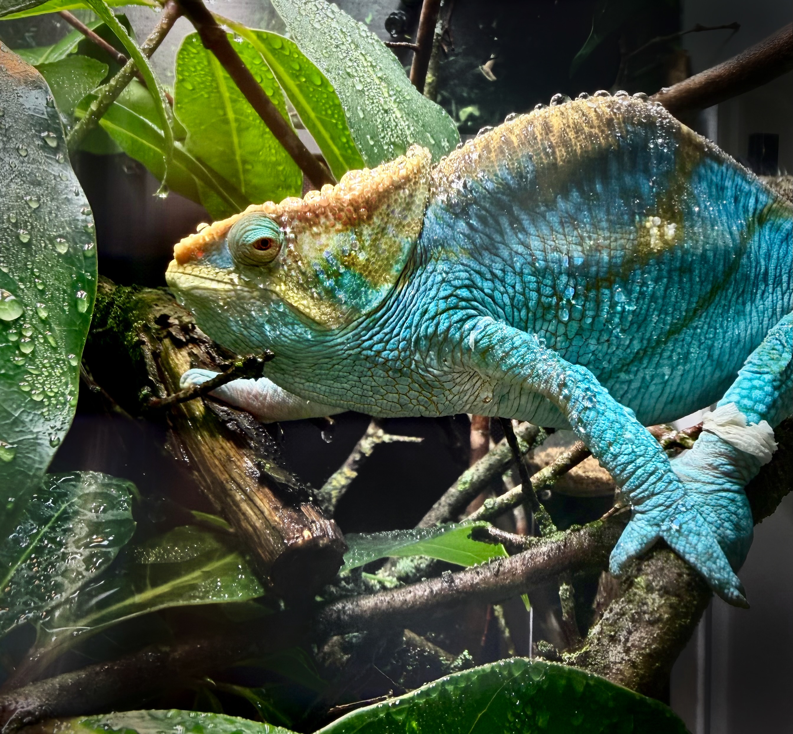 Turquoise chameleon perched among branches and water-covered leaves
