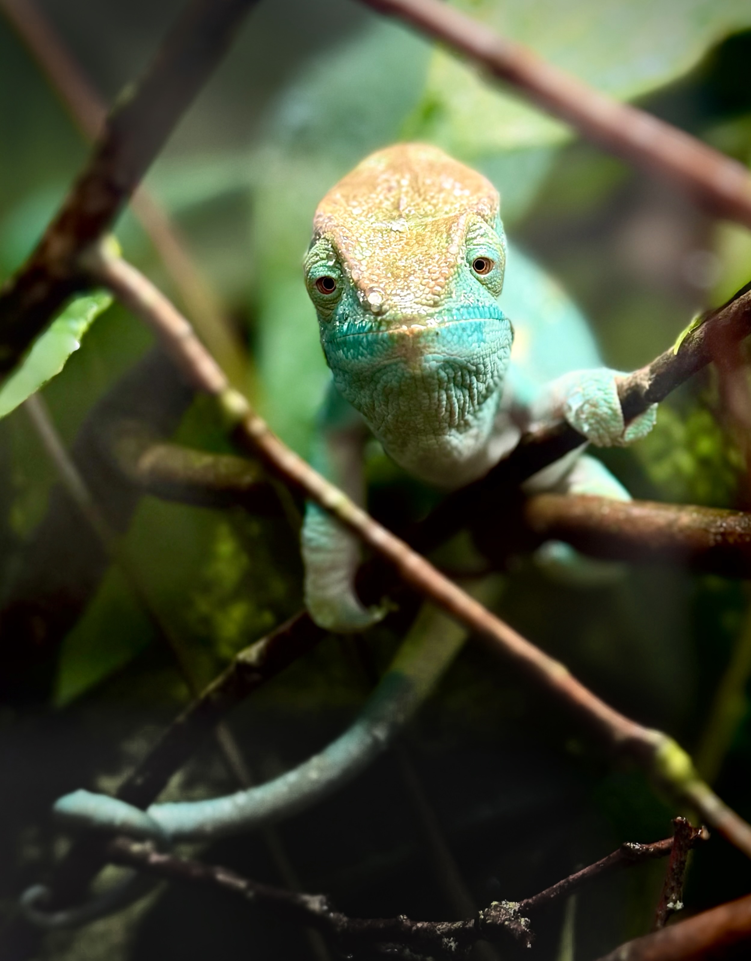 Front view of a turquoise chameleon perched among branches