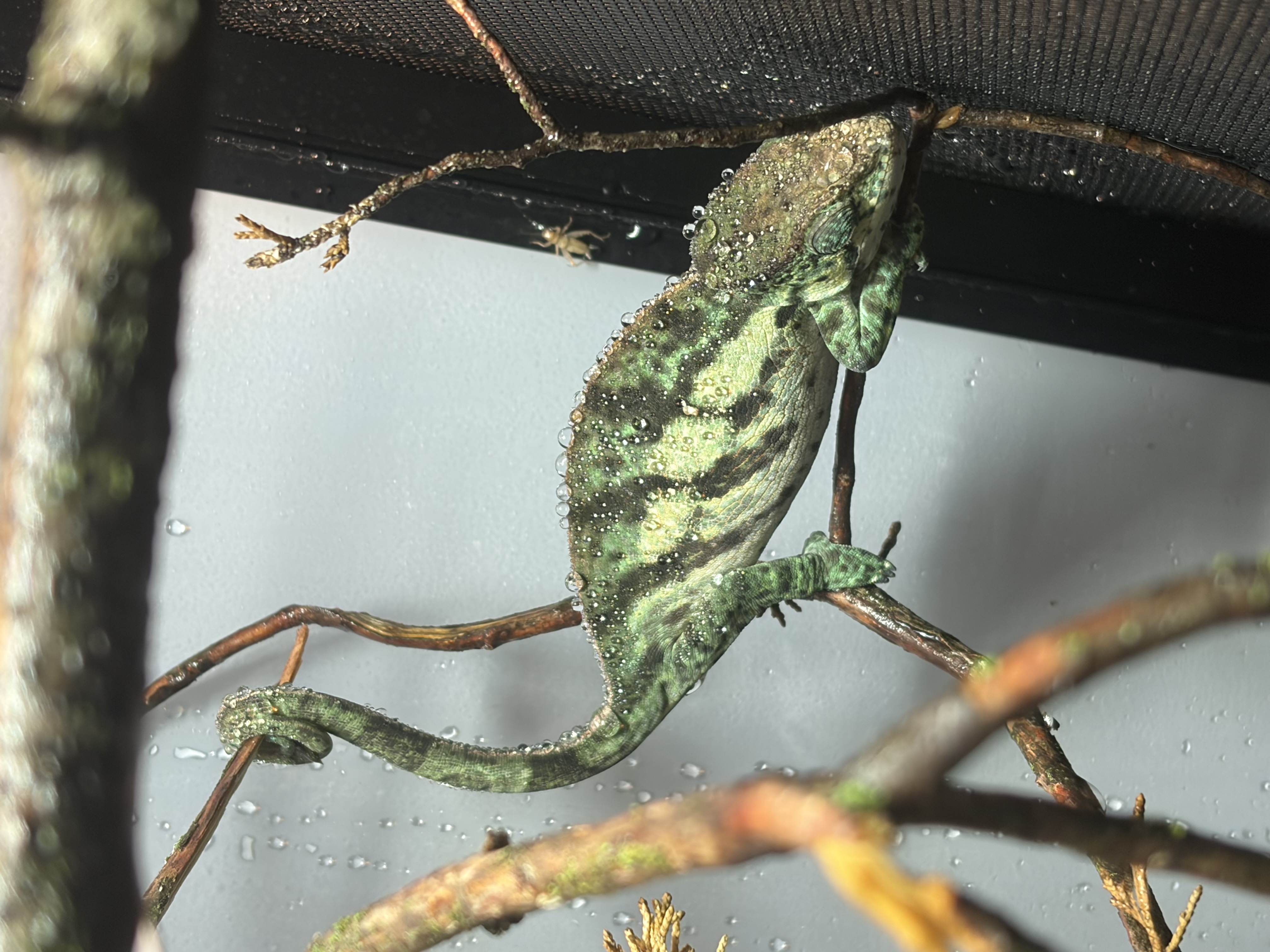 Green chameleon with water droplets gripping slender branches
