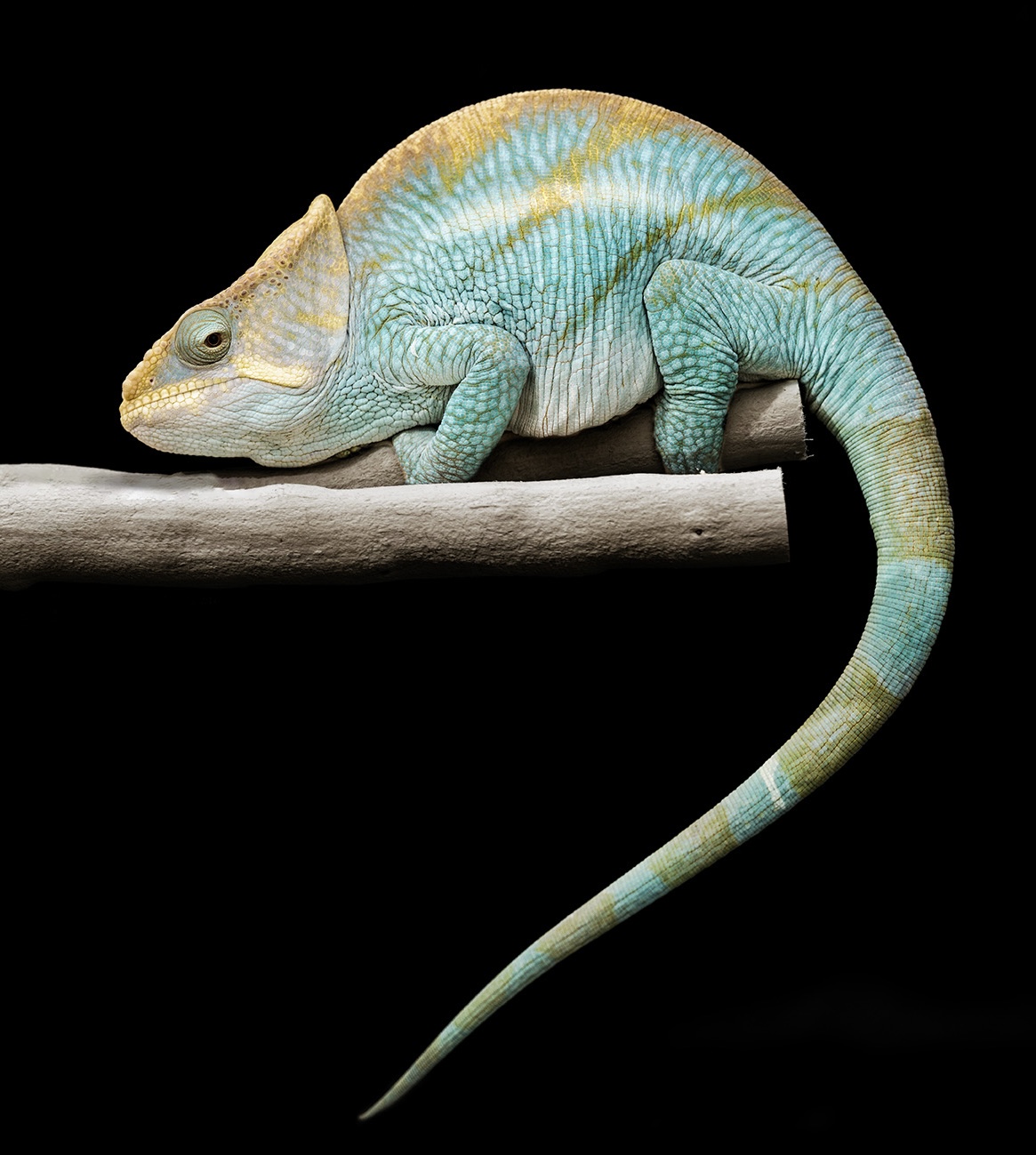 Pale turquoise and yellow chameleon perched on a branch against a black background