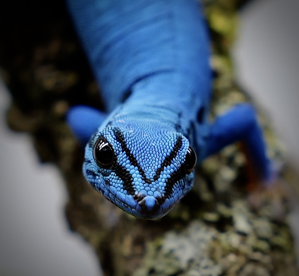 Close-up of a vivid blue gecko resting on a branch
