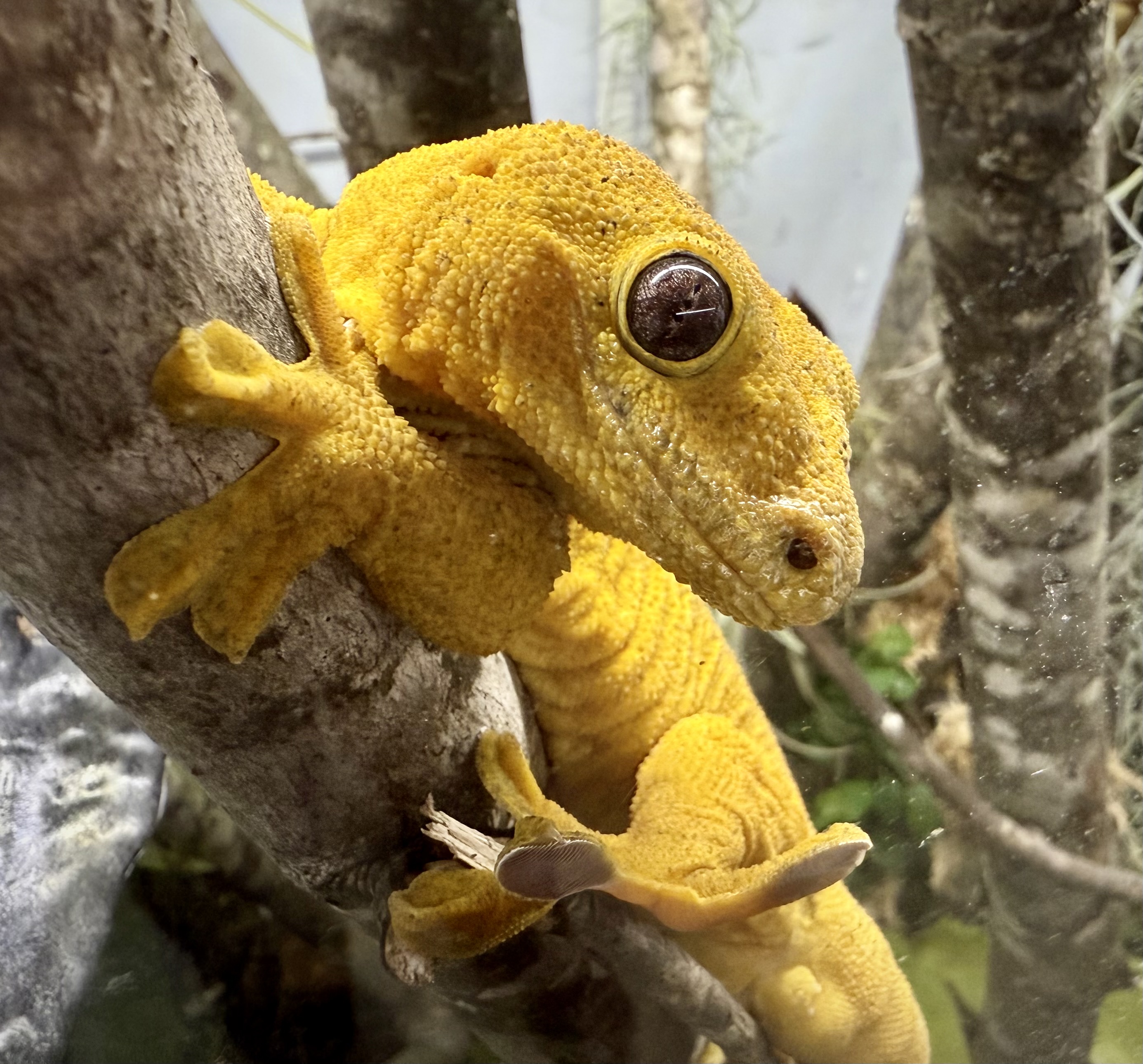 Bright yellow gecko gripping a branch
