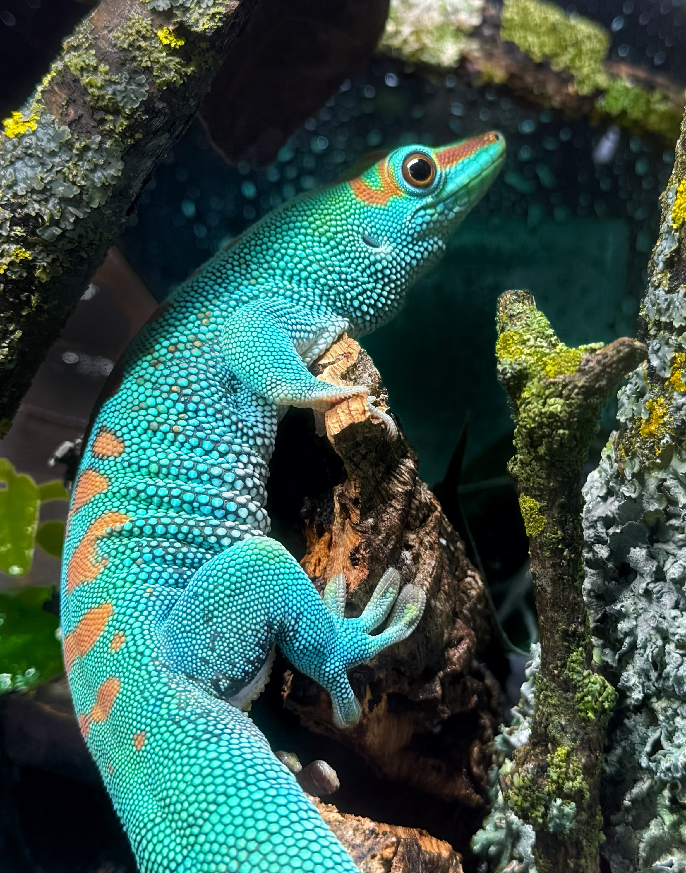 Turquoise gecko with orange markings climbing among lichen-covered branches