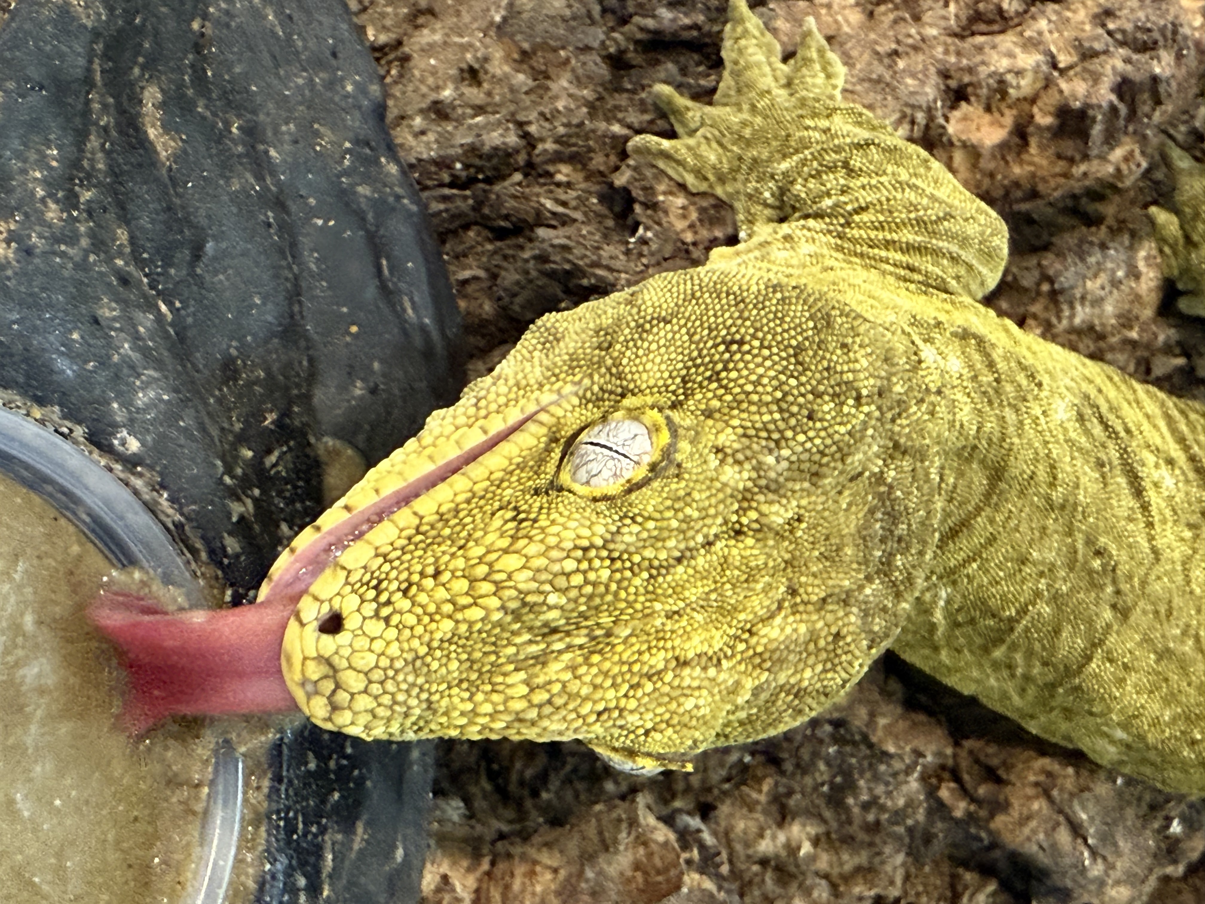 Yellow-green gecko extending its tongue into a feeding dish