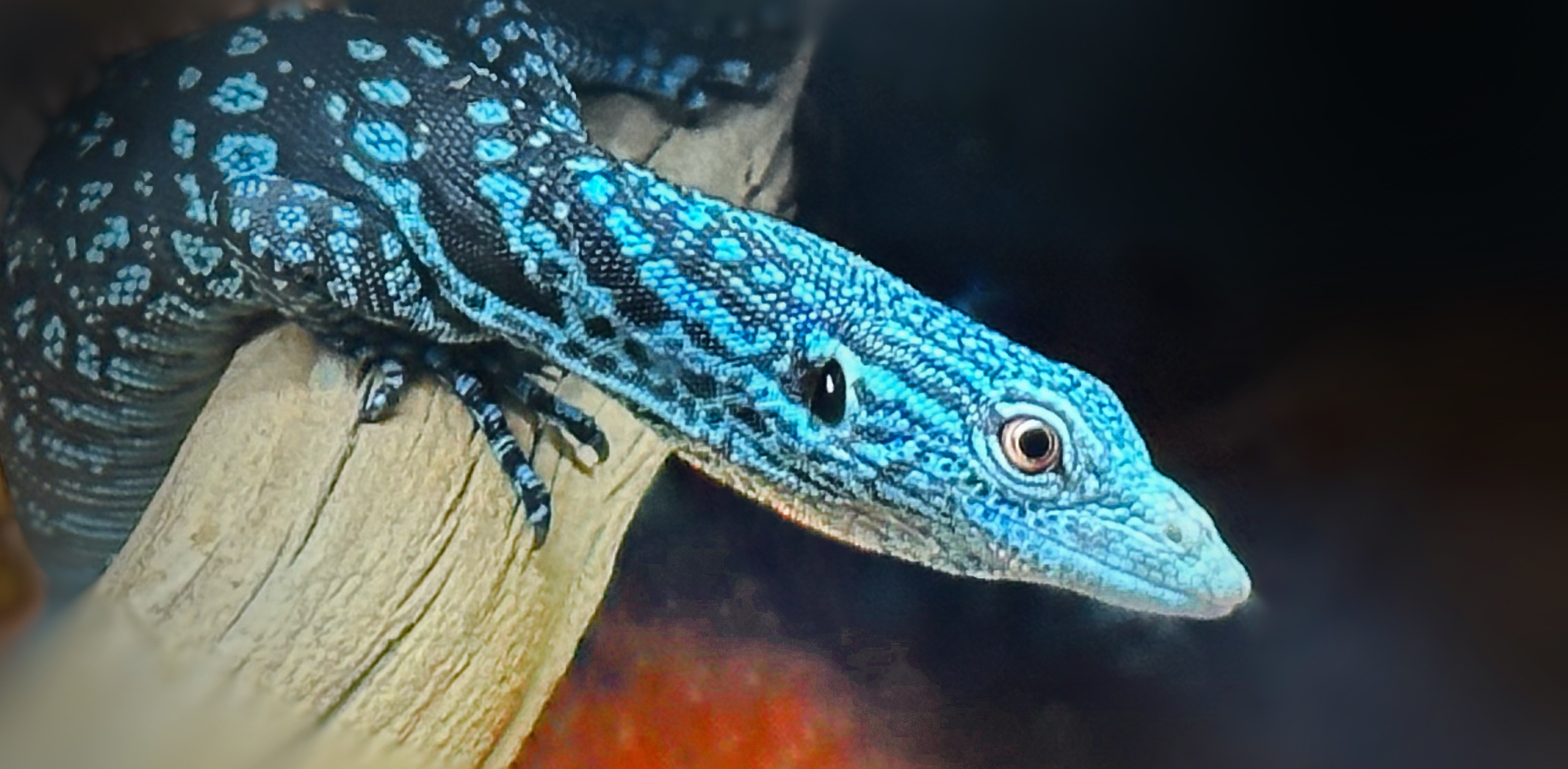 Blue and black monitor resting on a pale branch