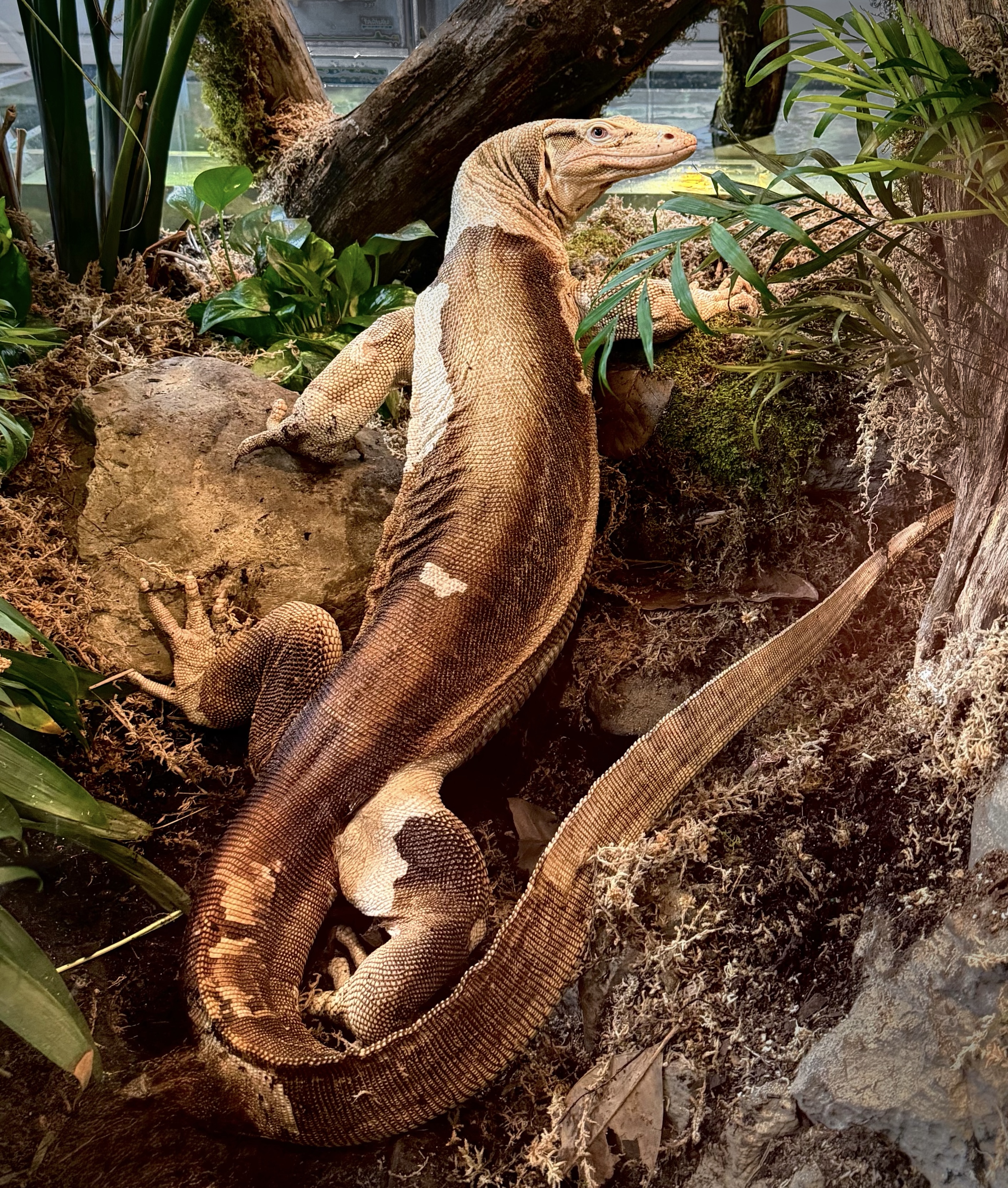 Pale monitor with dark markings resting among rocks and plants