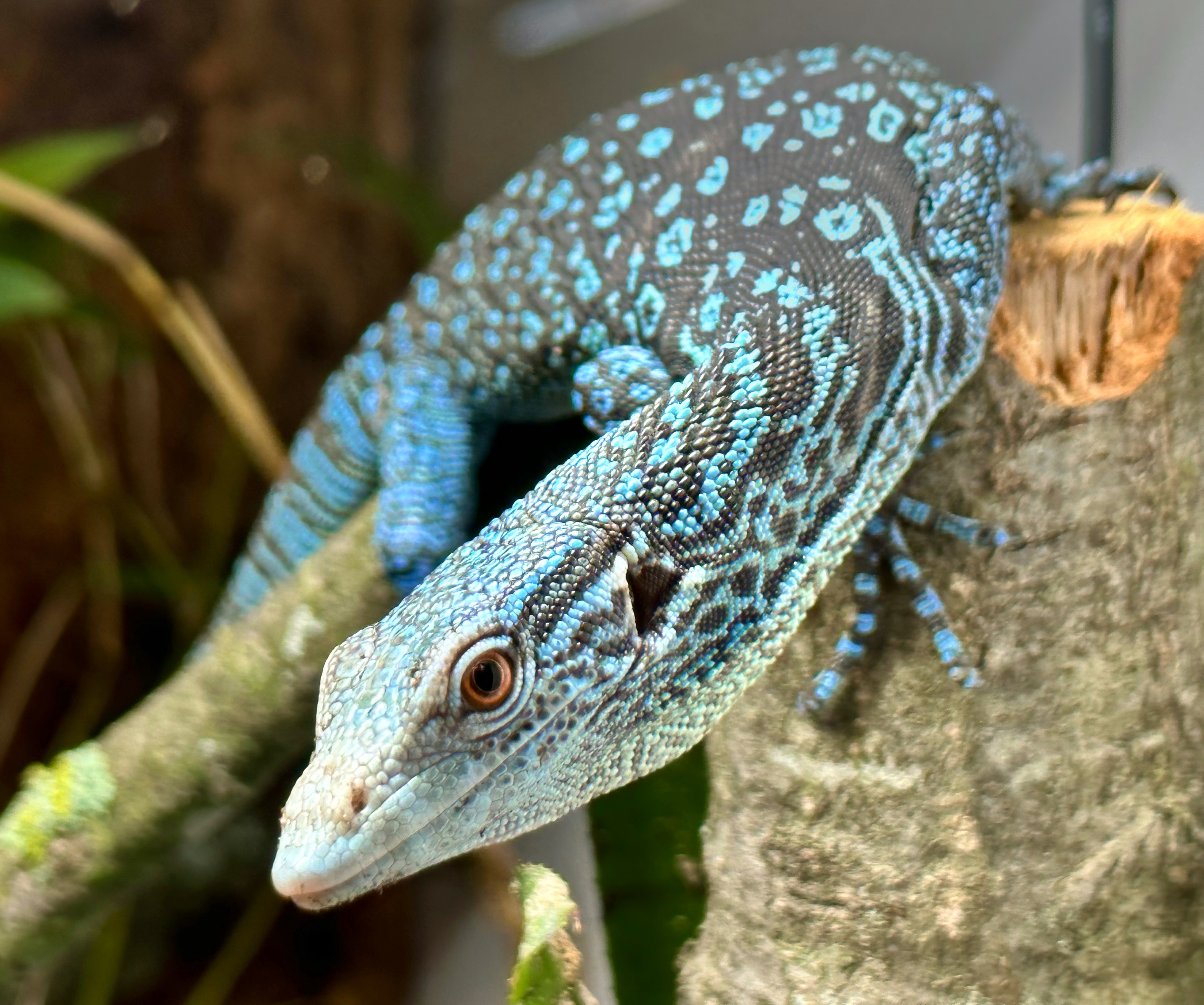 Blue-spotted monitor climbing over a branch