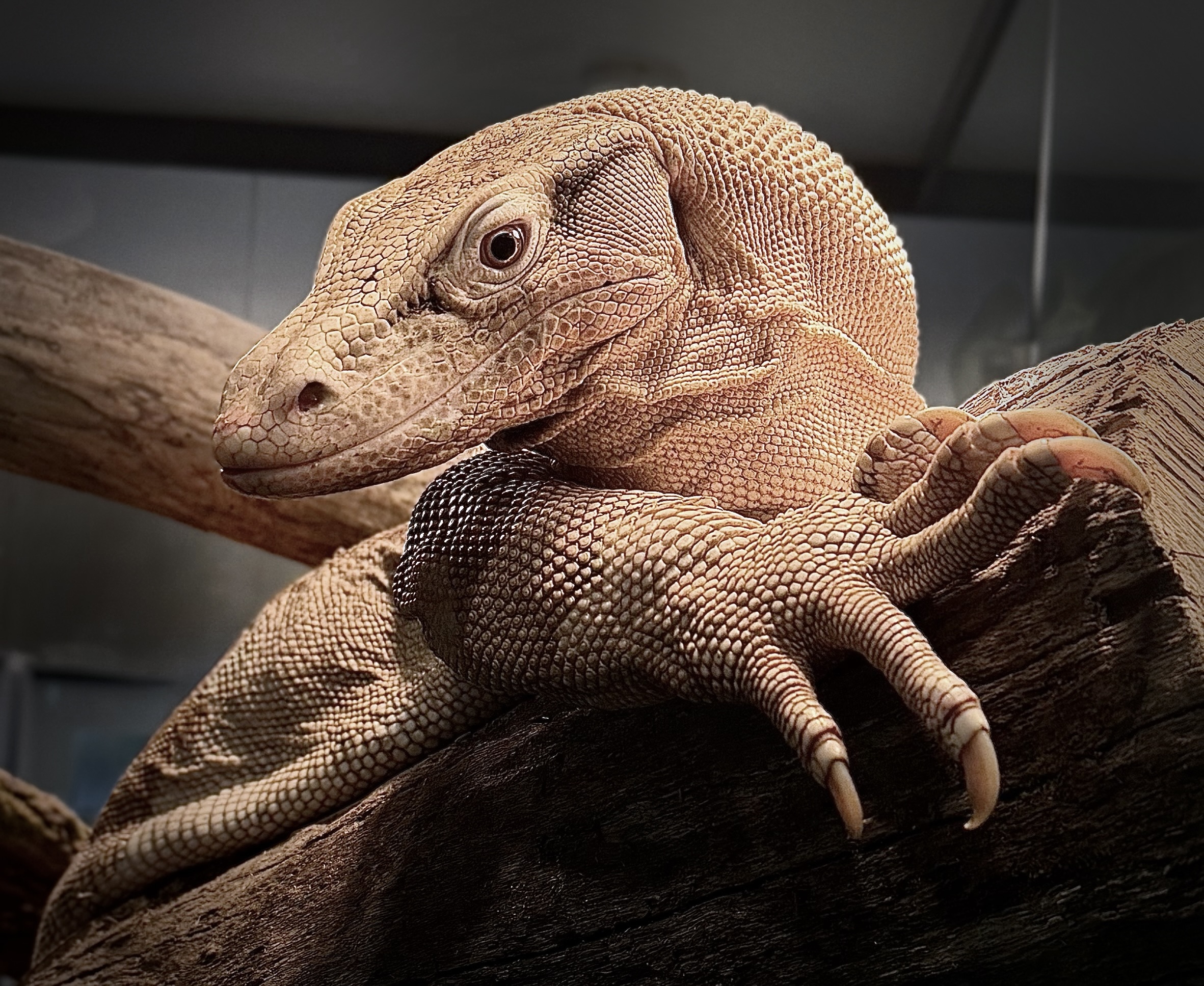 Close-up of a pale monitor gripping a branch