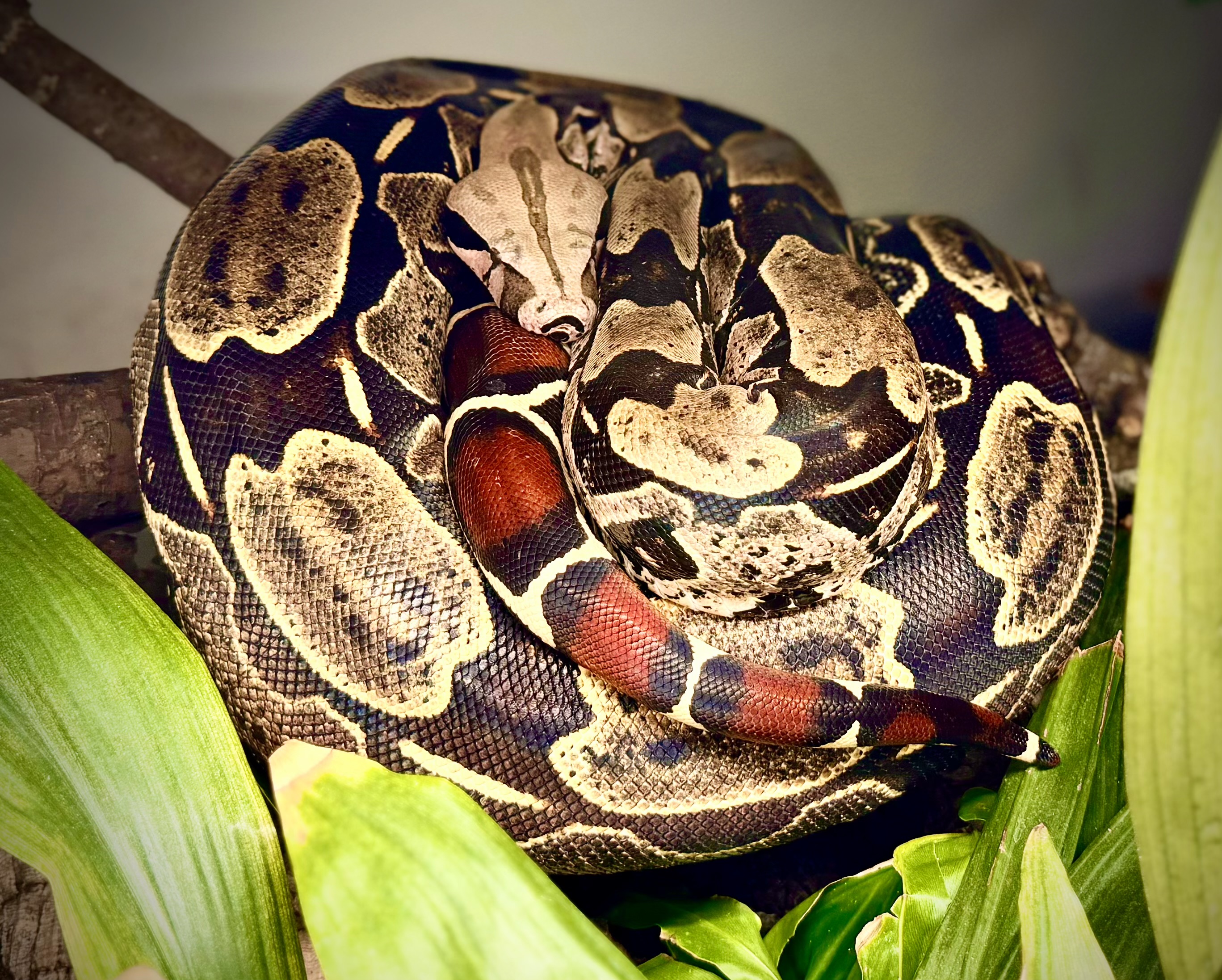 Patterned snake coiled among green leaves