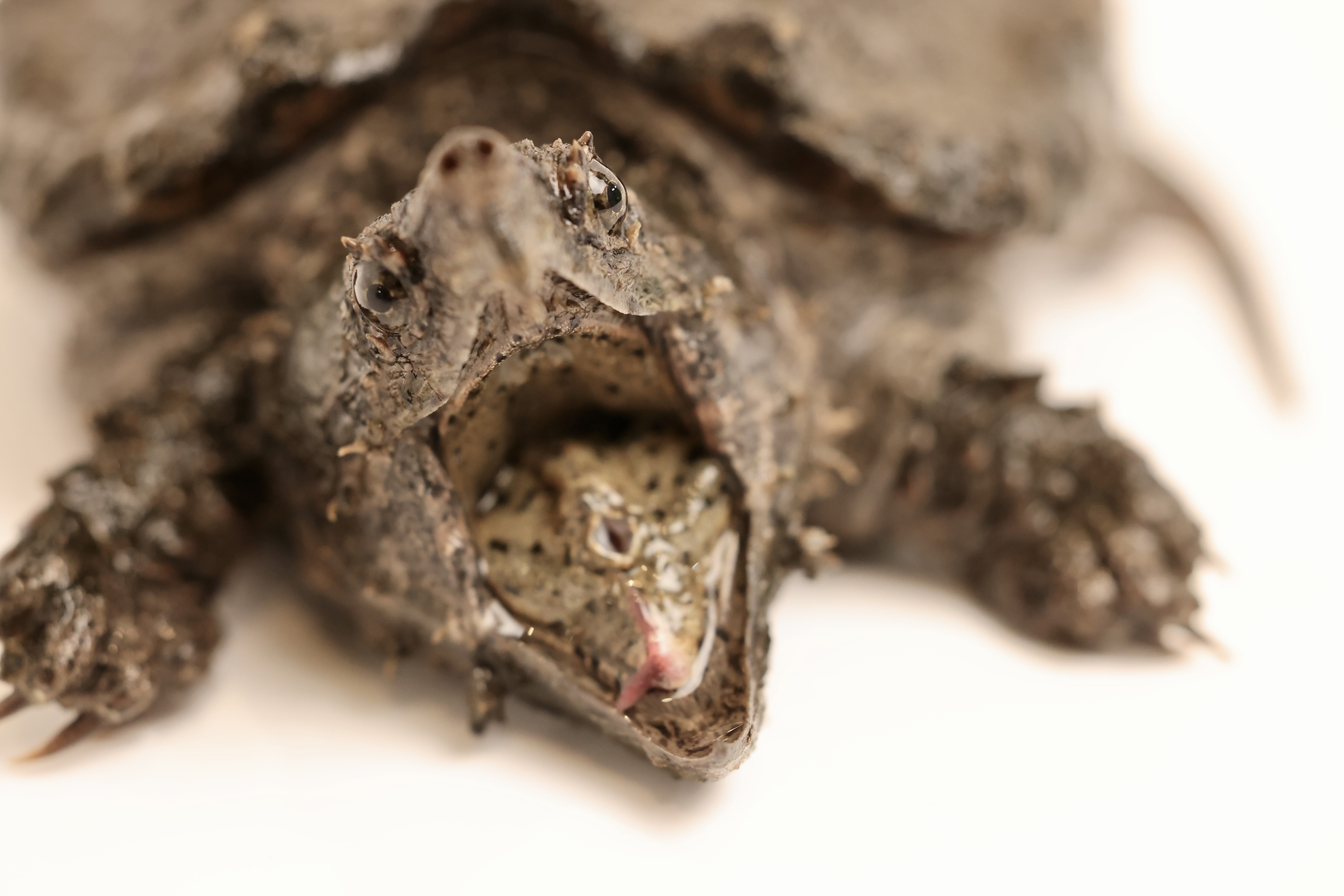 Close-up of a turtle with its mouth open