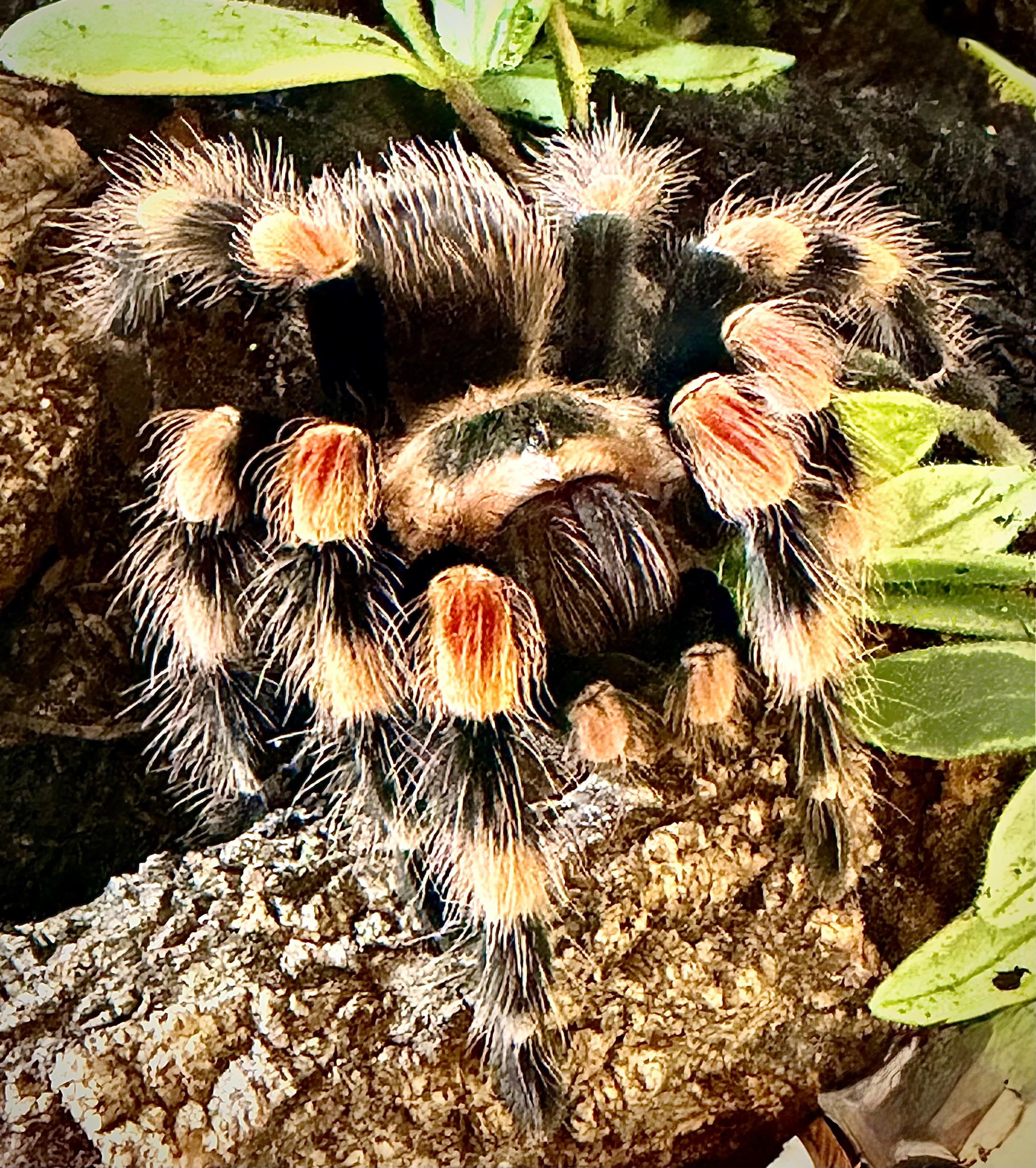 Black and orange tarantula resting beside green leaves