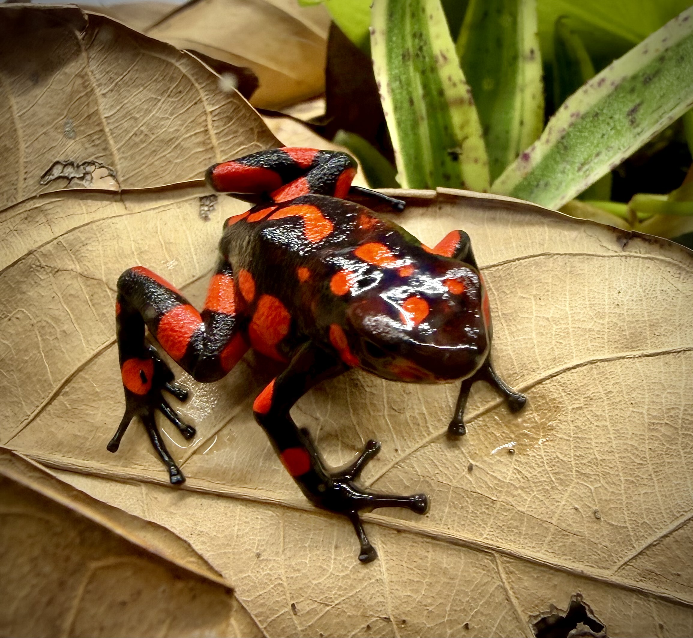 Red and black frog resting on a leaf