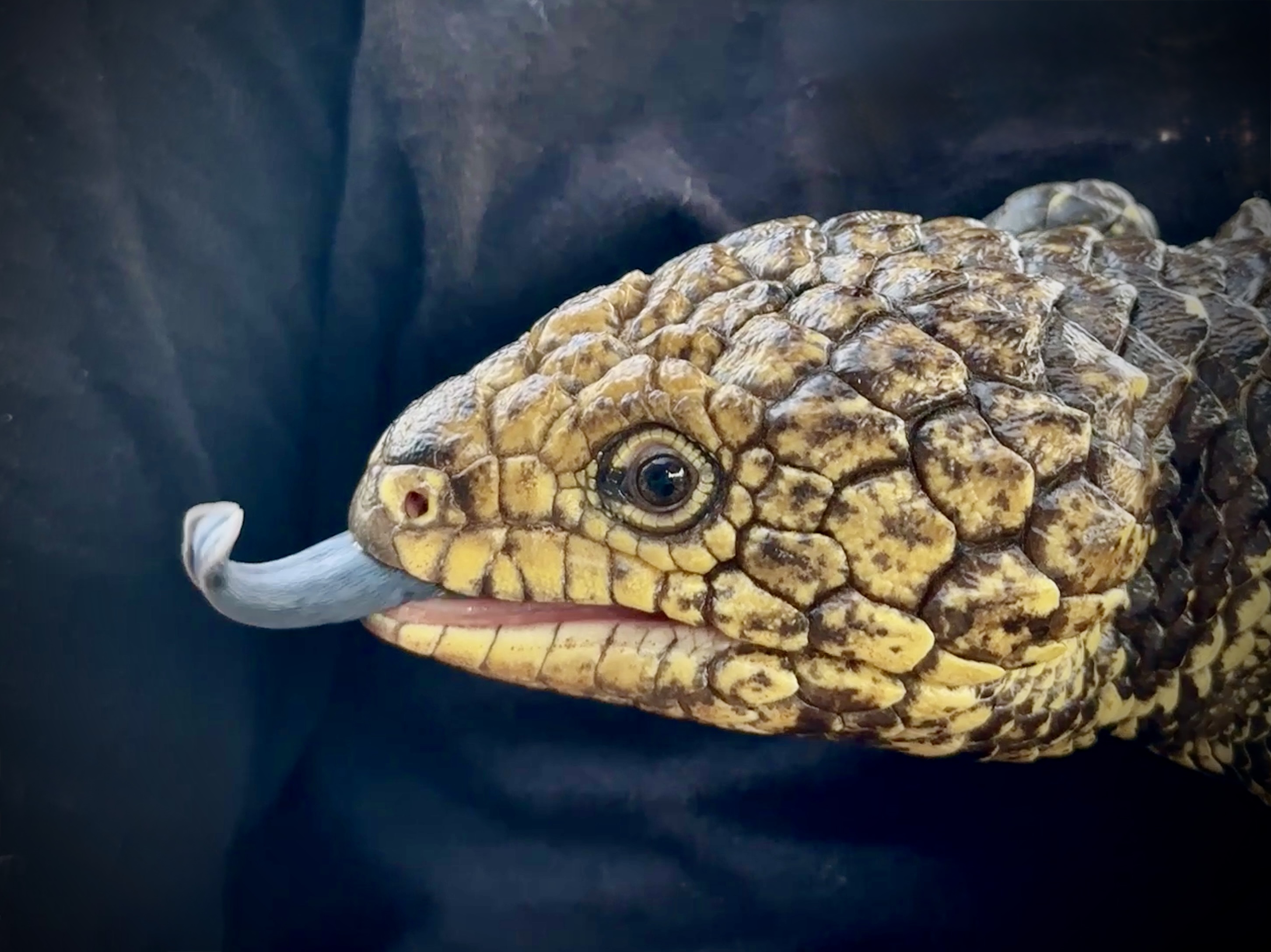 Close-up of a Shingleback skink with mottled golden scales and its blue tongue extended