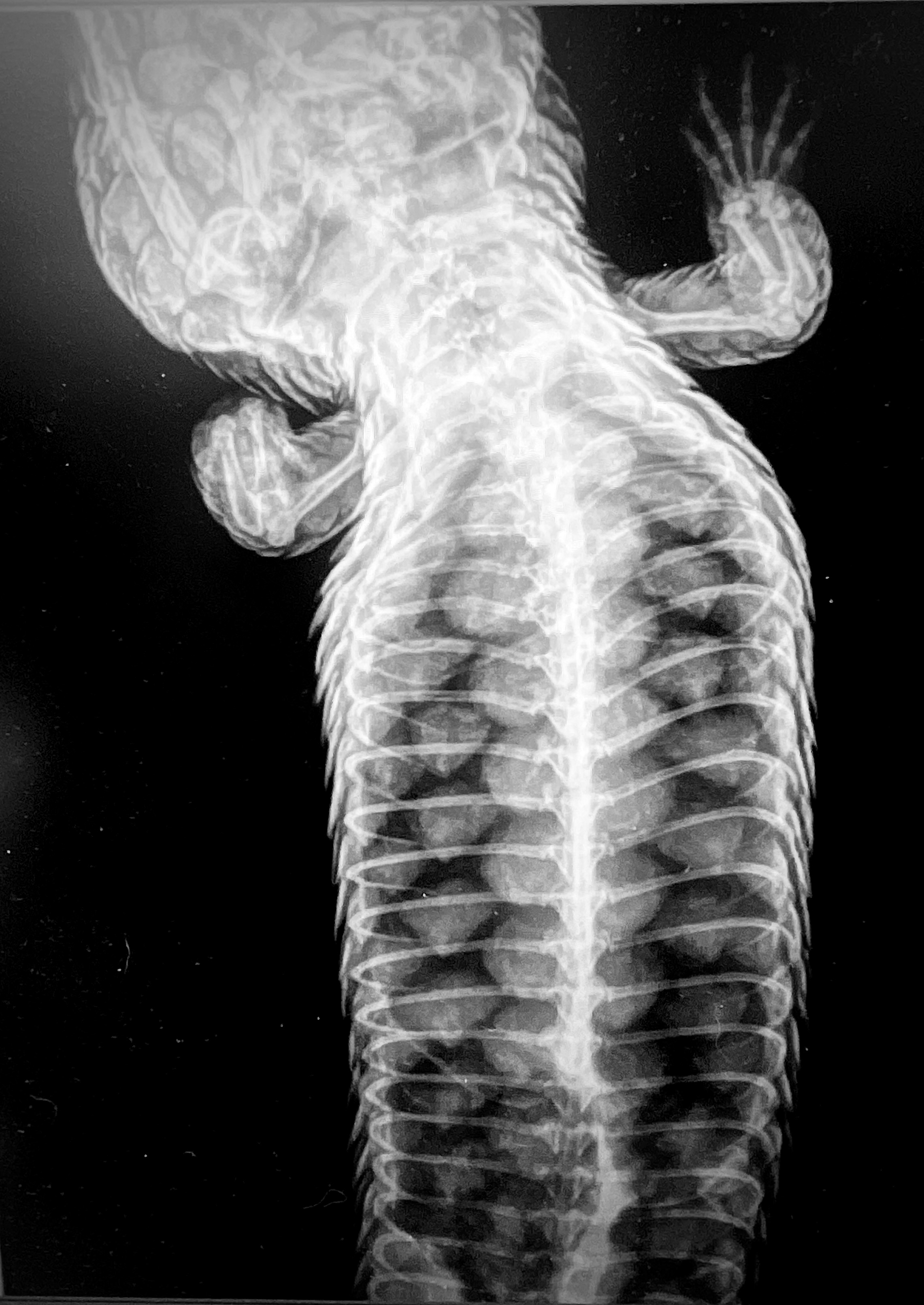 X-ray image of a Shingleback skink showing its spine, ribs, and limbs