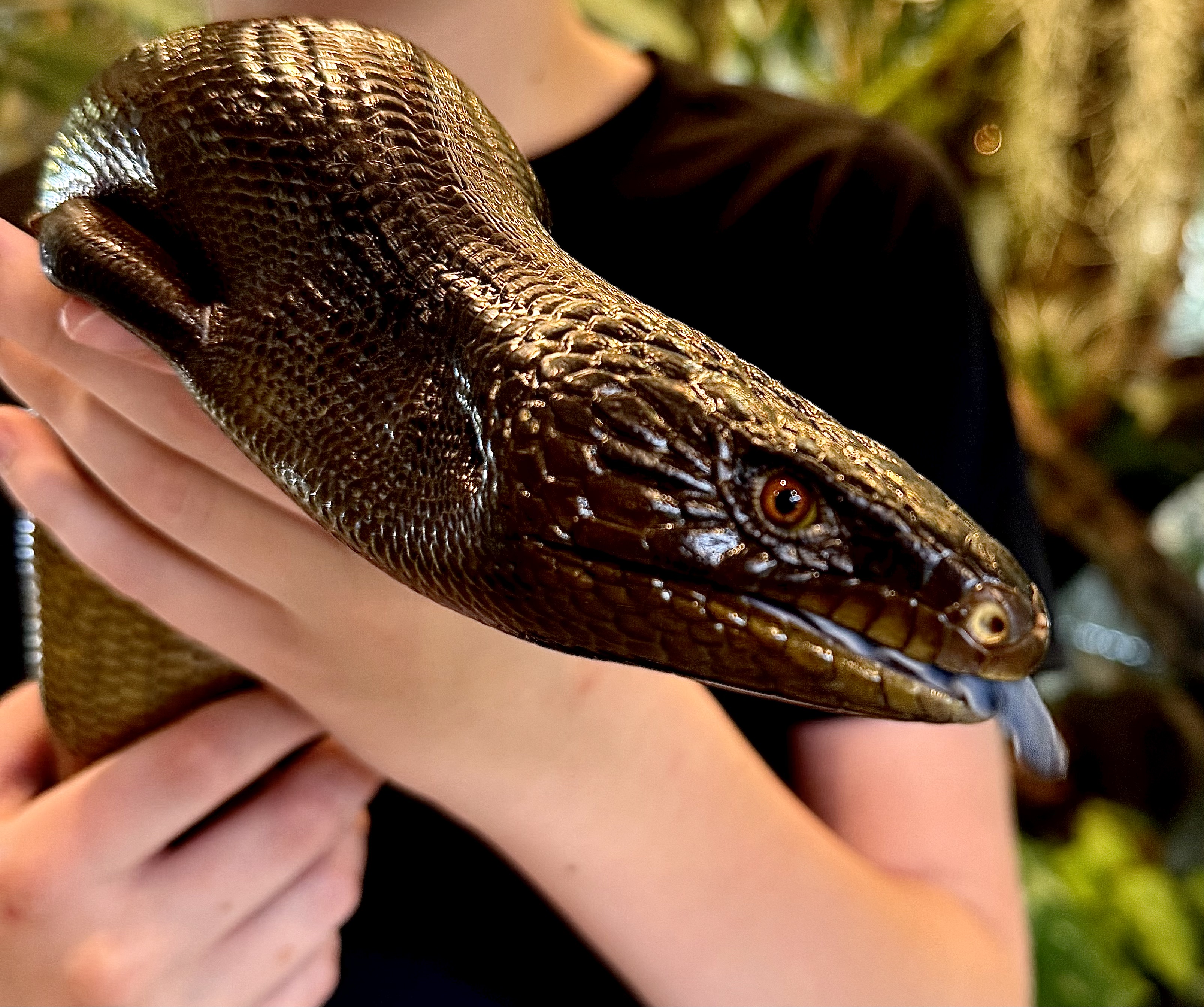 Close-up of a Shingleback skink extending its blue tongue while being held