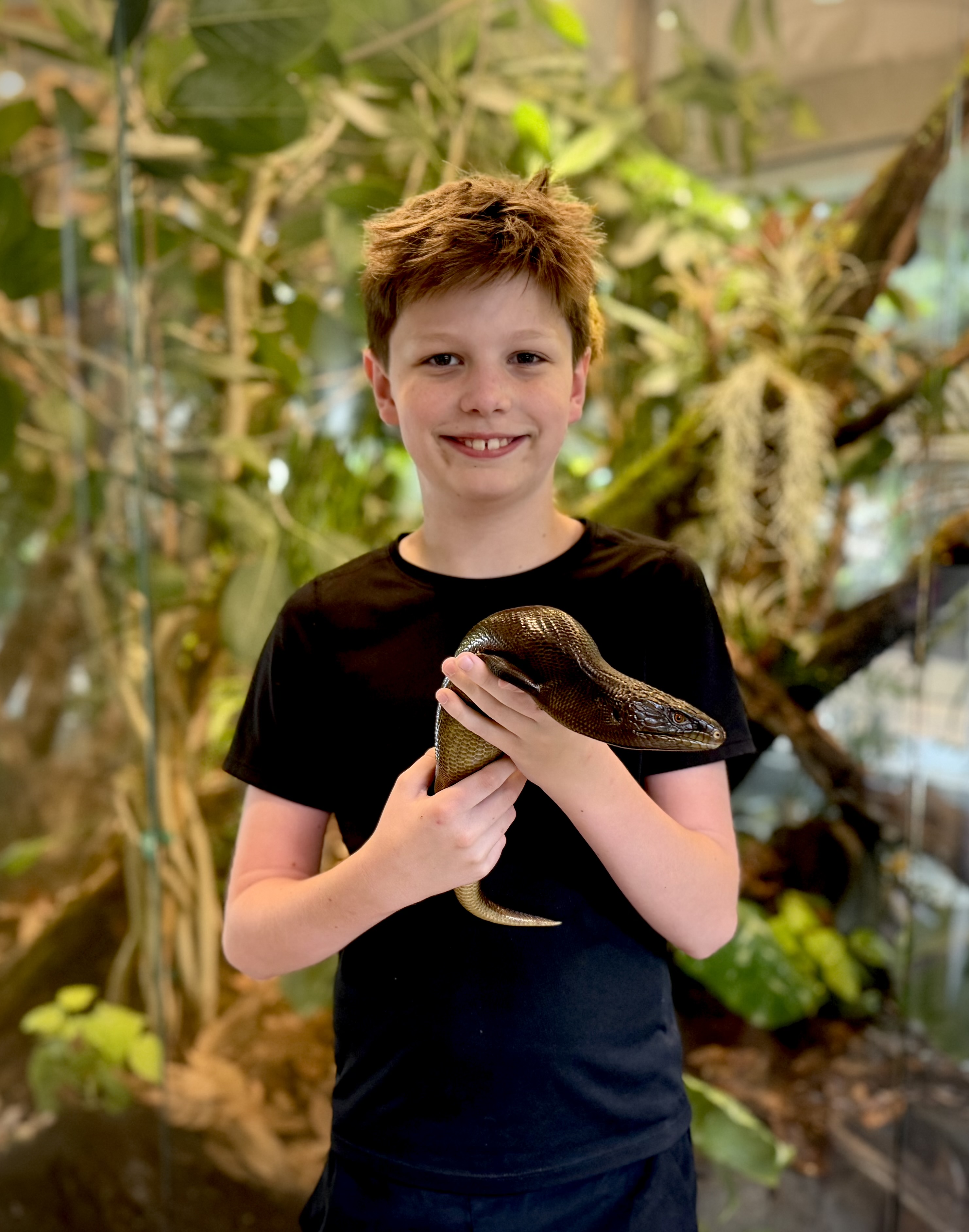 A young keeper holding a Shingleback skink in front of planted enclosures