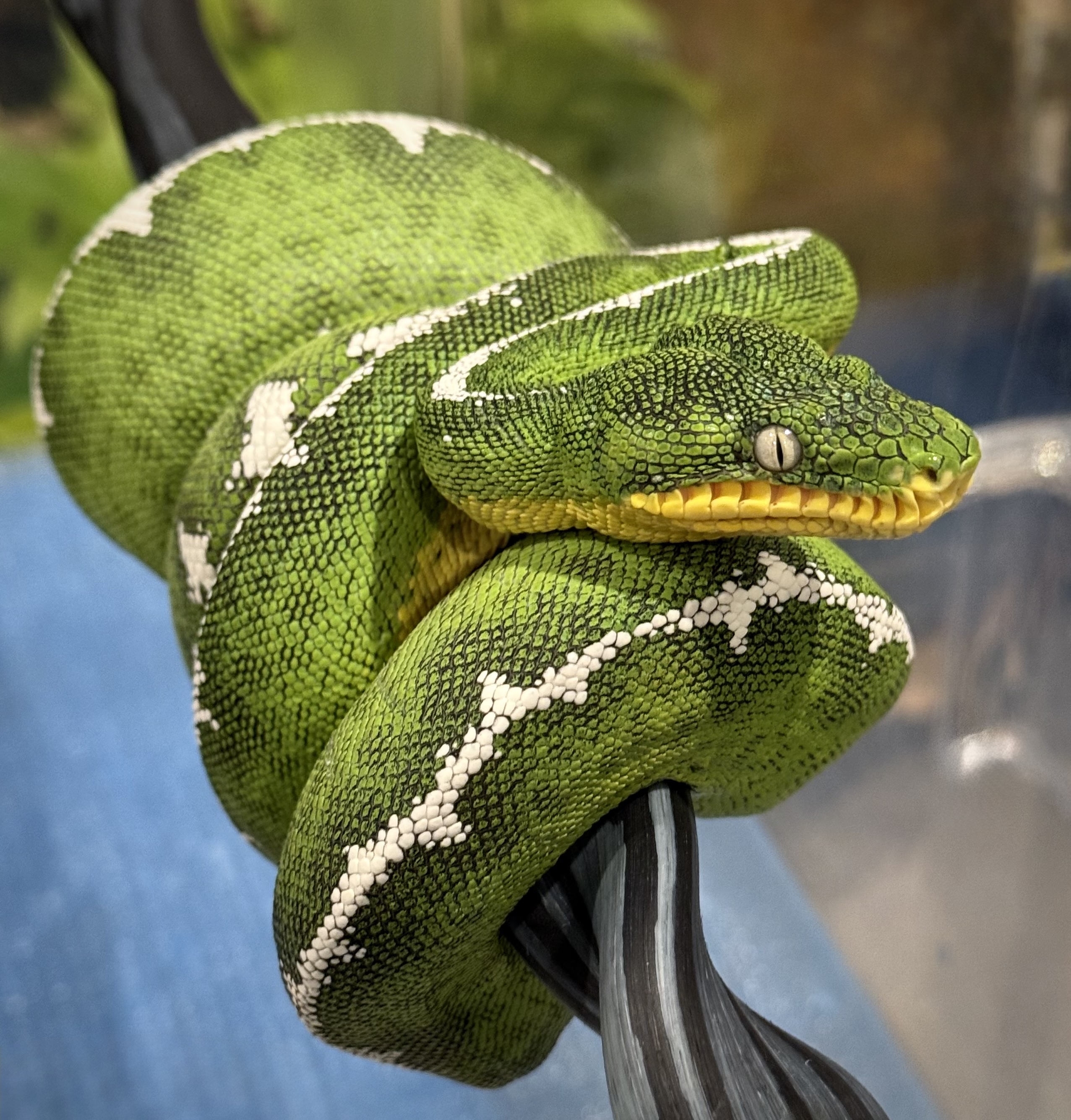 Green snake with white markings coiled on a perch